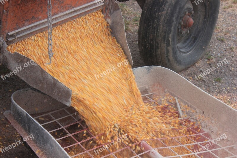 Corn Harvest Shelled Corn Farming Yellow