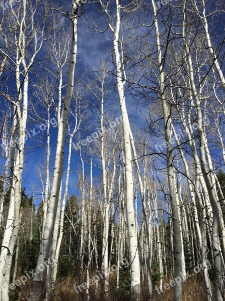 Aspens Utah Soaring Trees Sky Autumn