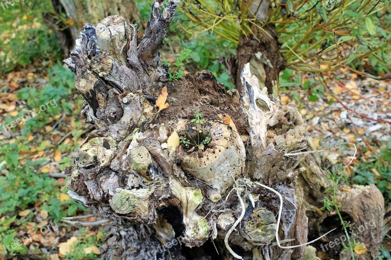 Log Tree Tribe Bark Nature