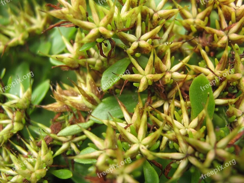 Macro The Sapling Rockery The Sapling Macro Green Plant