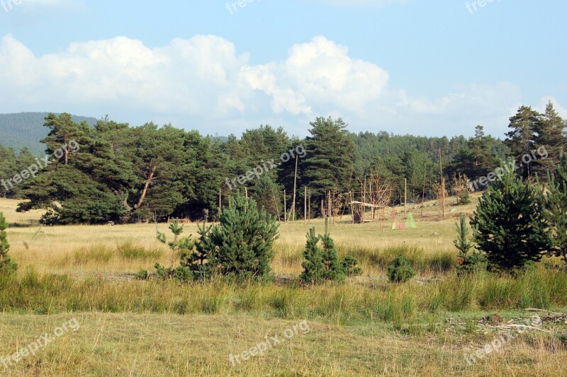 Tree Forest Jungle Forest Trees Green