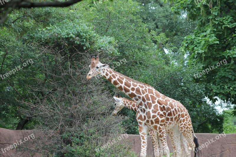 Zoo Giraffe Animal Free Photos