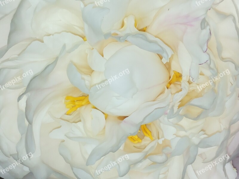 Roses Peony Flower Heart White Flower