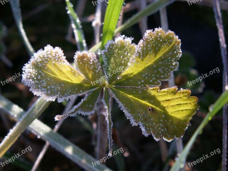 Leaf Icy Ice Leaves Natural