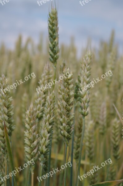 The Grain Field Barley Free Photos