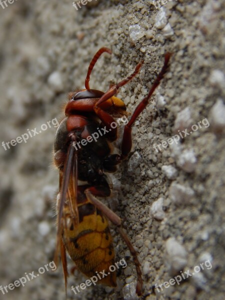 Hornet Insect Close Up Macro Animal