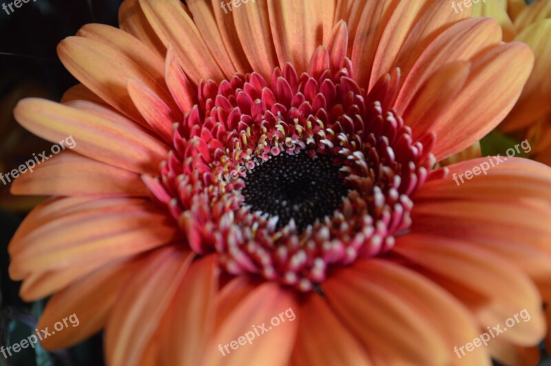 Flower Gerbera Orange Flowers Closeup