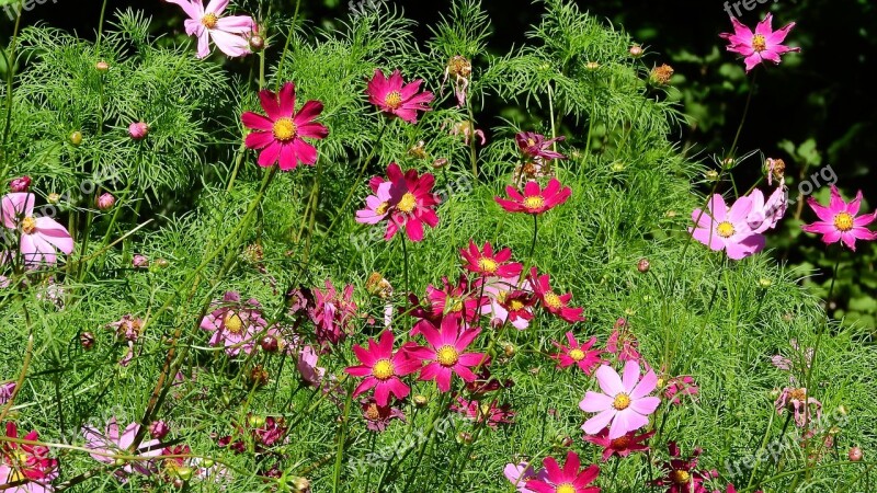 Pink Flowers Flowers Pink Garden Magenta