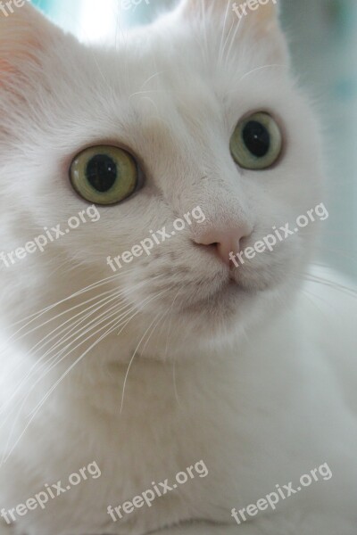 Cat Home A Cat White Cat Green Eyes Cat's Eye