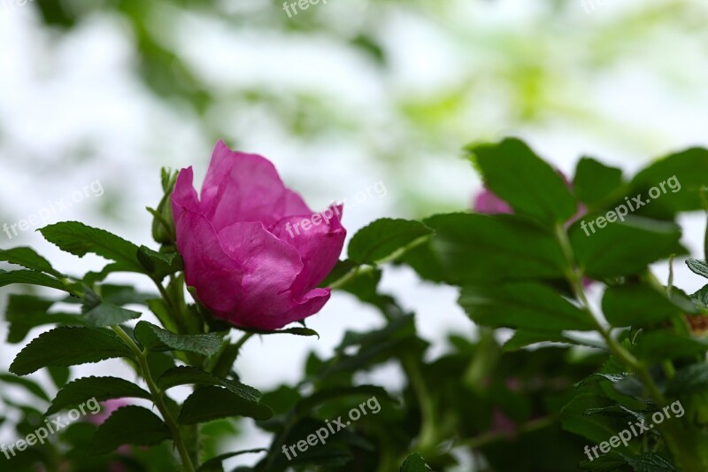 Wild Rose Pink Green Blossom Bloom