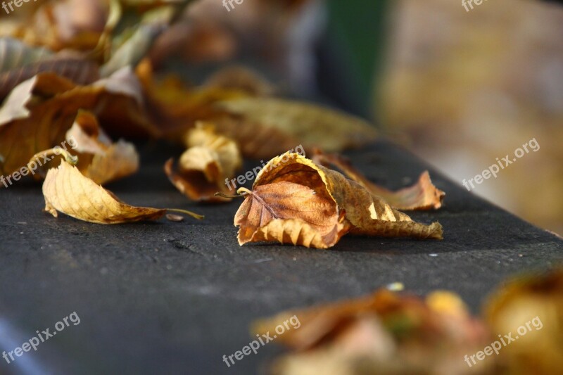 Autumn Leaf Leaves Golden Autumn Leaves In The Autumn