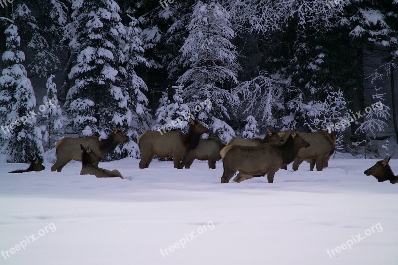 Elk Herd Snow Forest Winter Nature