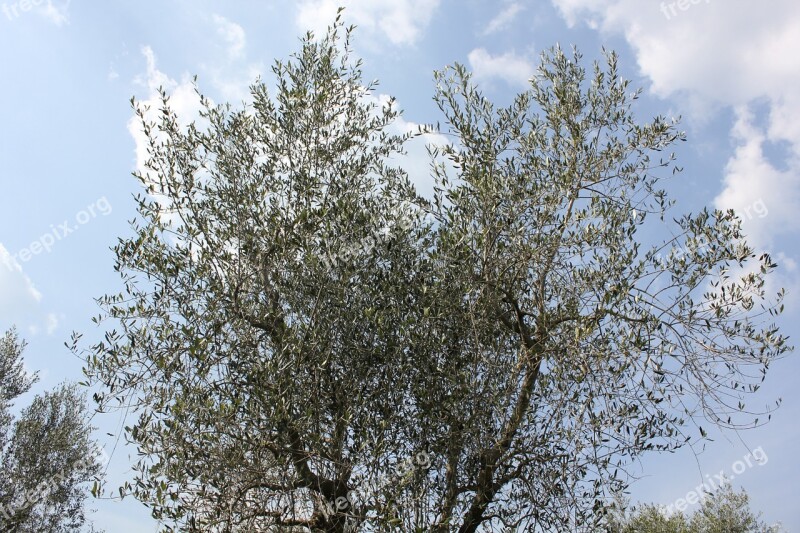 Olive Tree Plant Tuscany Olive Grove Campaign