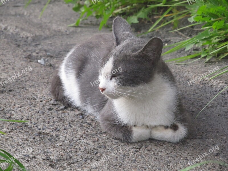 Cat Kitten Animal Animals Cats