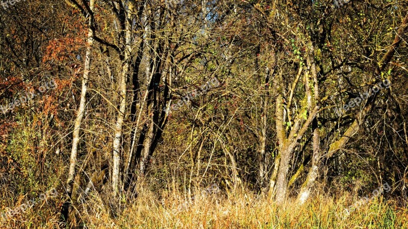 Scrub Thicket Devoured Bushes Environment