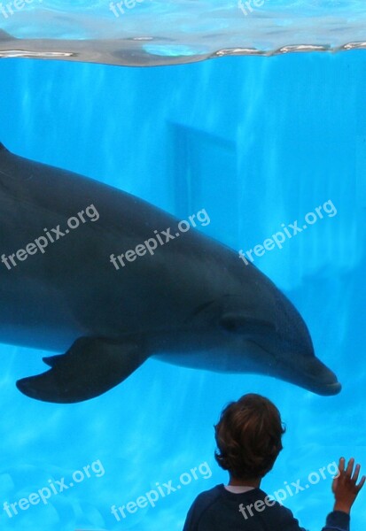 Dolphin Dolphin And Boy Friendship Aquarium Cetacea