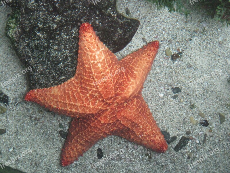 Star Sea Sea Star Marine Animals Free Photos