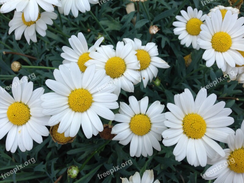 Flowers Summer Daisies Summer Plant Nature