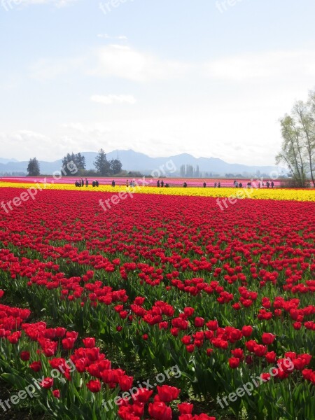 Tulip Field Tulips Red Flower Field