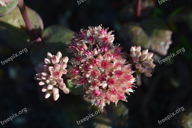 Hylotelephium Flower Flowers Succulent Sedum