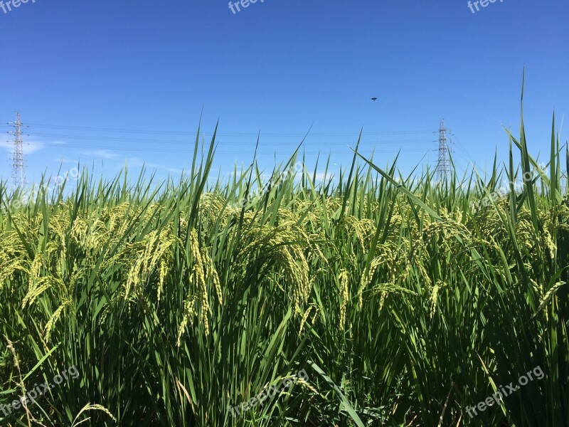 Usd Ear Of Rice Young Rice Free Photos