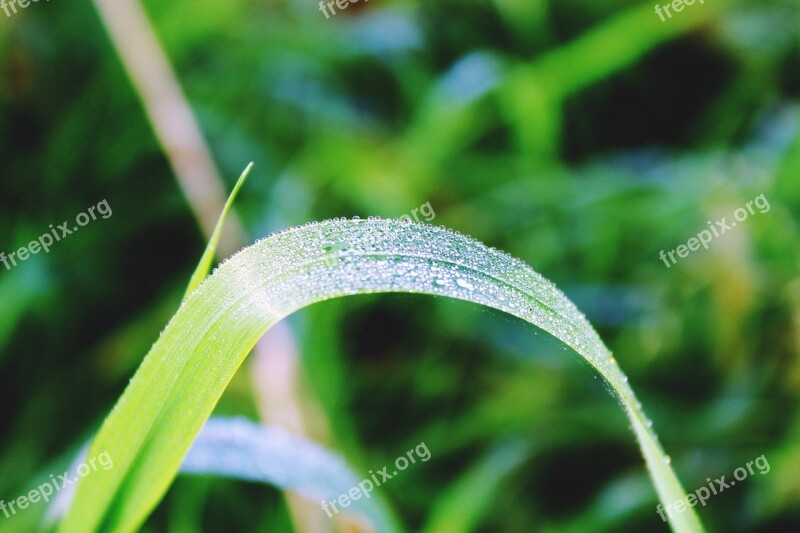 Grass Blade Of Grass Green Meadow Nature