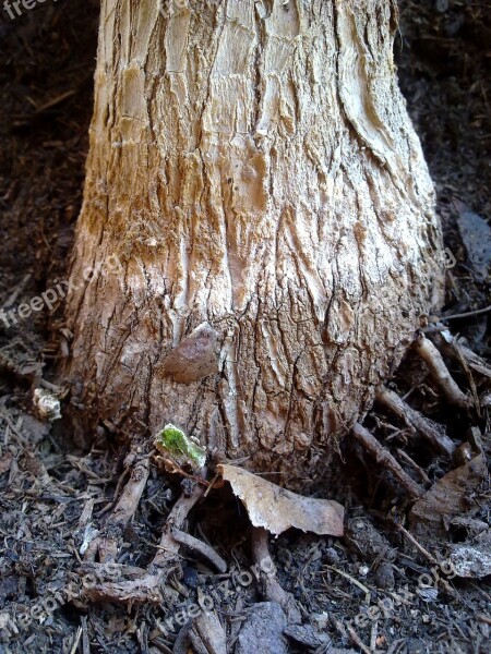 Palm Wood Tribe Tree Structure