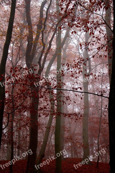 Fog Forest Nature Autumn Red