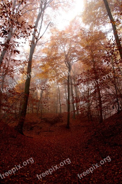 Fog Forest Autumn Red Cold