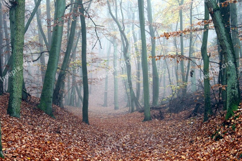 Fog Forest Path Autumn Nature Morning