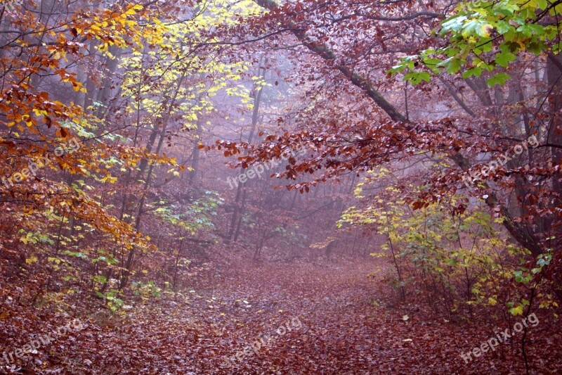 Autumn Fog Forest Red Nature