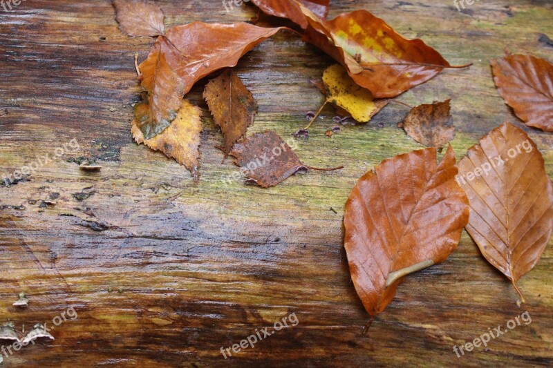 Log Wet Fall Foliage Leaves Tree Stump