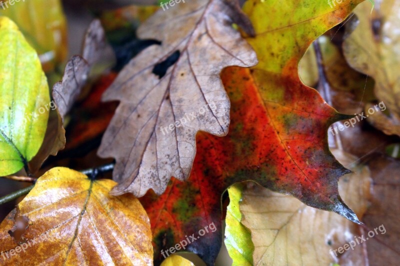 Fall Foliage Wet Leaves Yellow Fall Color