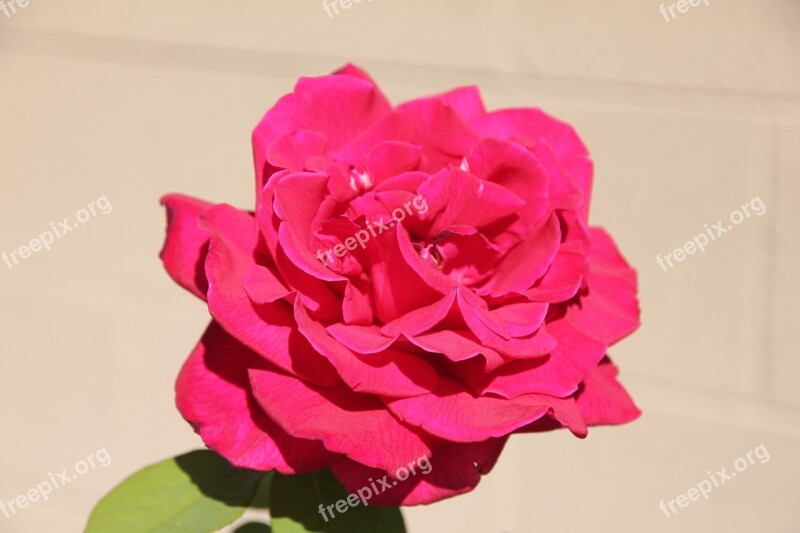 Rose Flower Deep Pink Tea Rose Full Bloom