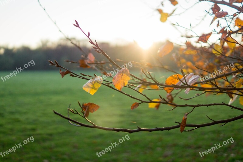 Autumn Sun Branch Leaves Fall Leaves