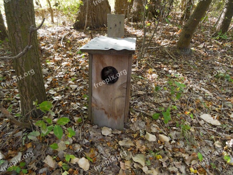 Hollow Bird Forest Breeding Shed Ornithology