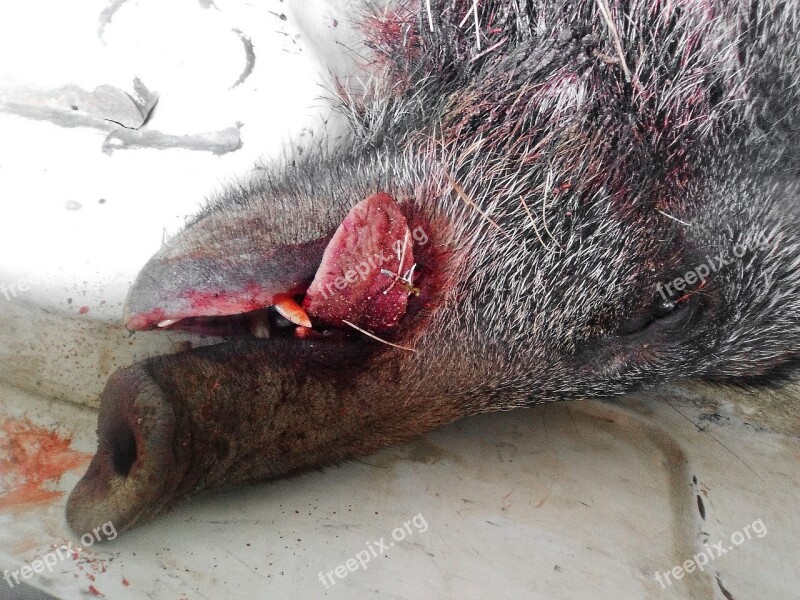 Wild Pig Dead Hunting Language Blood