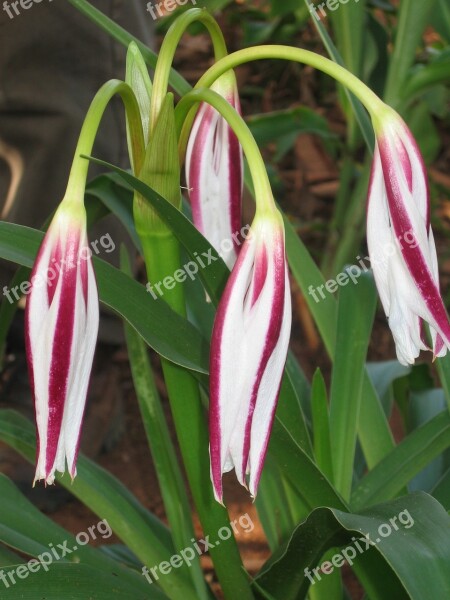 Africa Flower White Purple Hanging