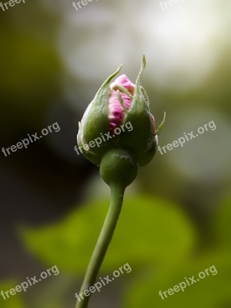 Flowers Rosebud Nature Free Photos