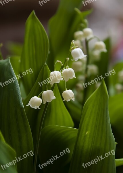 Flowers Lily Of The Valley Spring Free Photos