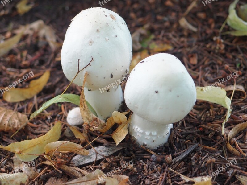 Mushrooms Summer Grebes Nature Poisonous Mushrooms