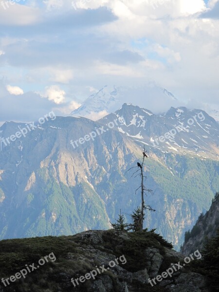 Switzerland Mountains Crow Lonely Snow