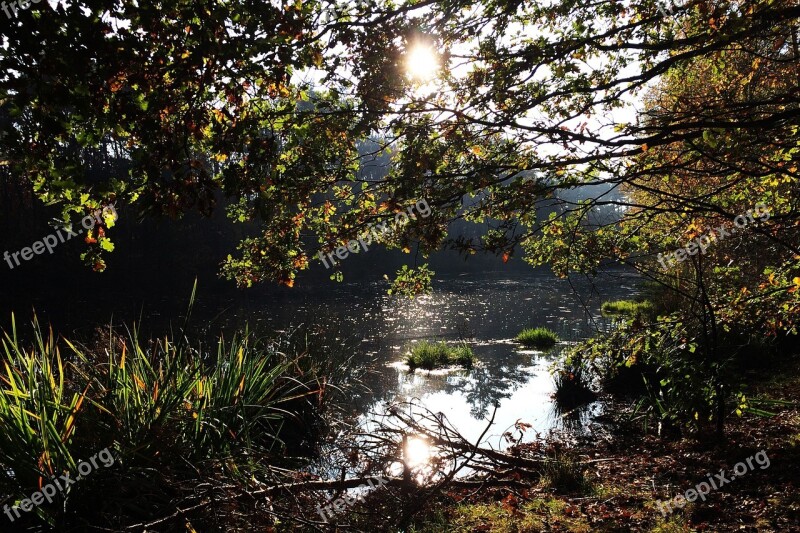 Forest Water Nature Landscape Trees