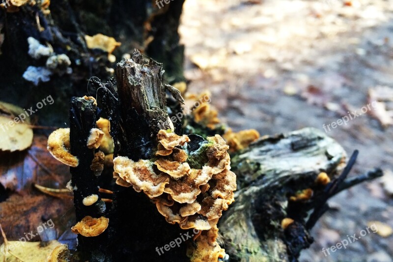 Autumn Tree Stump Trees Mushroom Nature