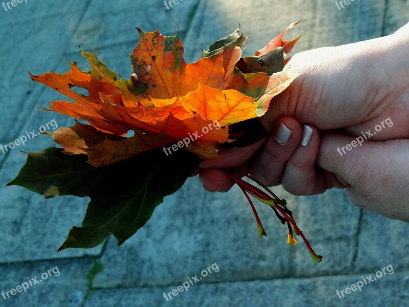 Maple Leaf Leaves Colored Autumn