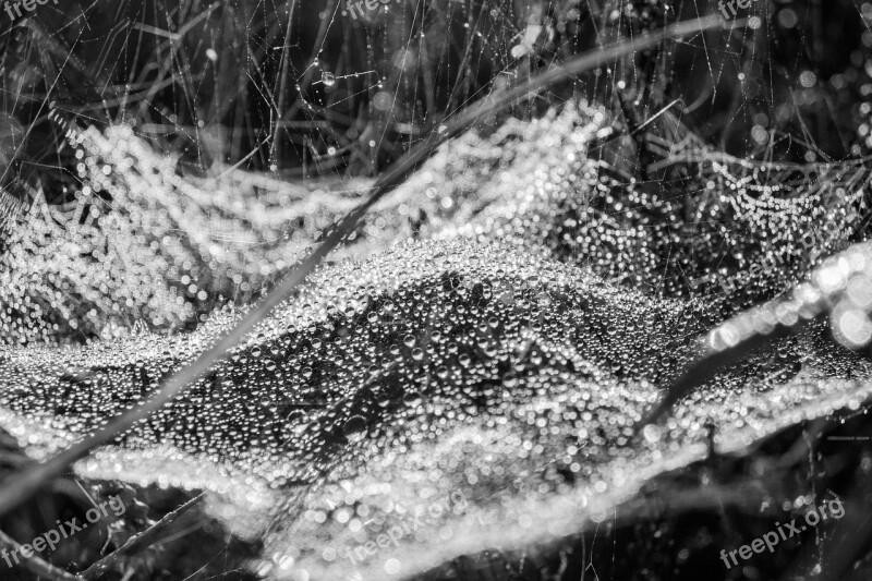 Dewdrop Dew Web Nature Spider Web With Water Beads