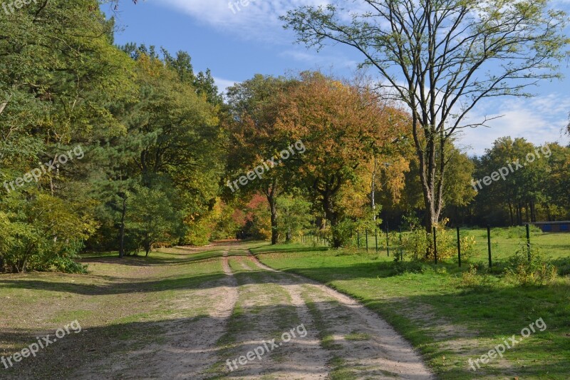 Sheet Autumn Nature Red Leaf Forest