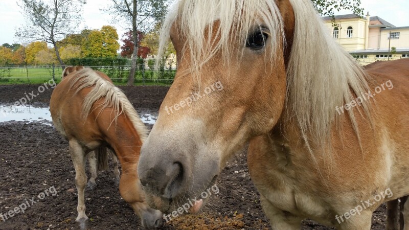 Horses Animals Fiaker Ride Haflinger