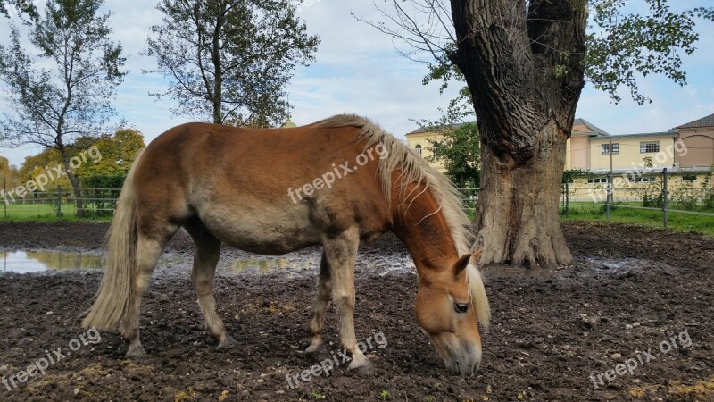 Horses Animals Fiaker Ride Haflinger