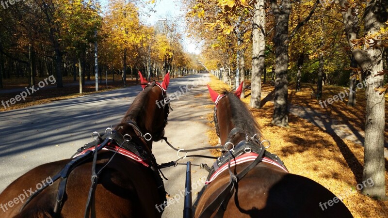 Horses Animals Fiaker Ride Haflinger